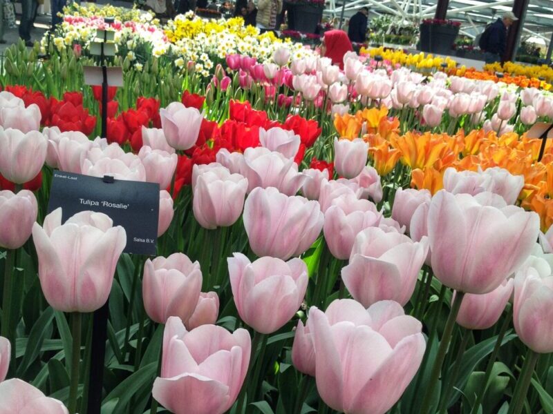 Keukenhof-Travel-Blog-Tulips-e1649782452216